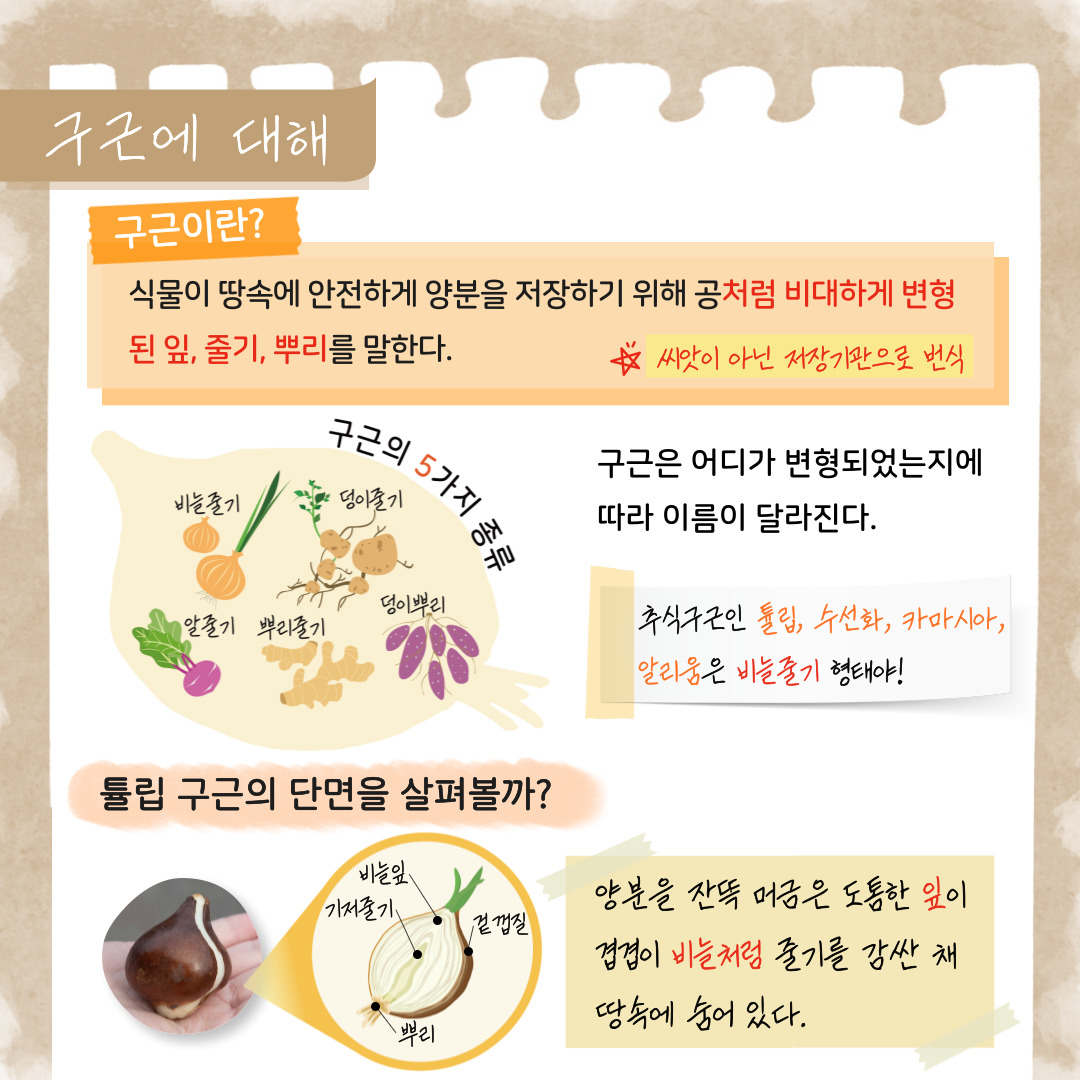 구근에 대해
구근이란? 식물이 땅속에 안전하게 양분을 저장하기 위해 공처럼 비대하게 변형된 잎, 줄기, 뿌리를 말한다. 씨앗이 아닌 저장기관으로 번식
구근의 5가지 종류: 비늘줄기, 덩이줄기, 알줄기, 뿌리줄기, 덩이뿌리
구근은 어디가 변형되었는지에 따라 이름이 달라진다.
추식구근인 튤립, 수선화, 카마시아, 알리움은 비늘줄기 형태야!
튤립 구근의 단면을 살펴볼까? 
구근의 구조: 비늘잎, 기저줄기, 겉 껍질, 뿌리
양분을 잔뜩 머금은 도톰한 잎이 겹겹이 비늘처럼 줄기를 감싼 채 땅속에 숨어있다.