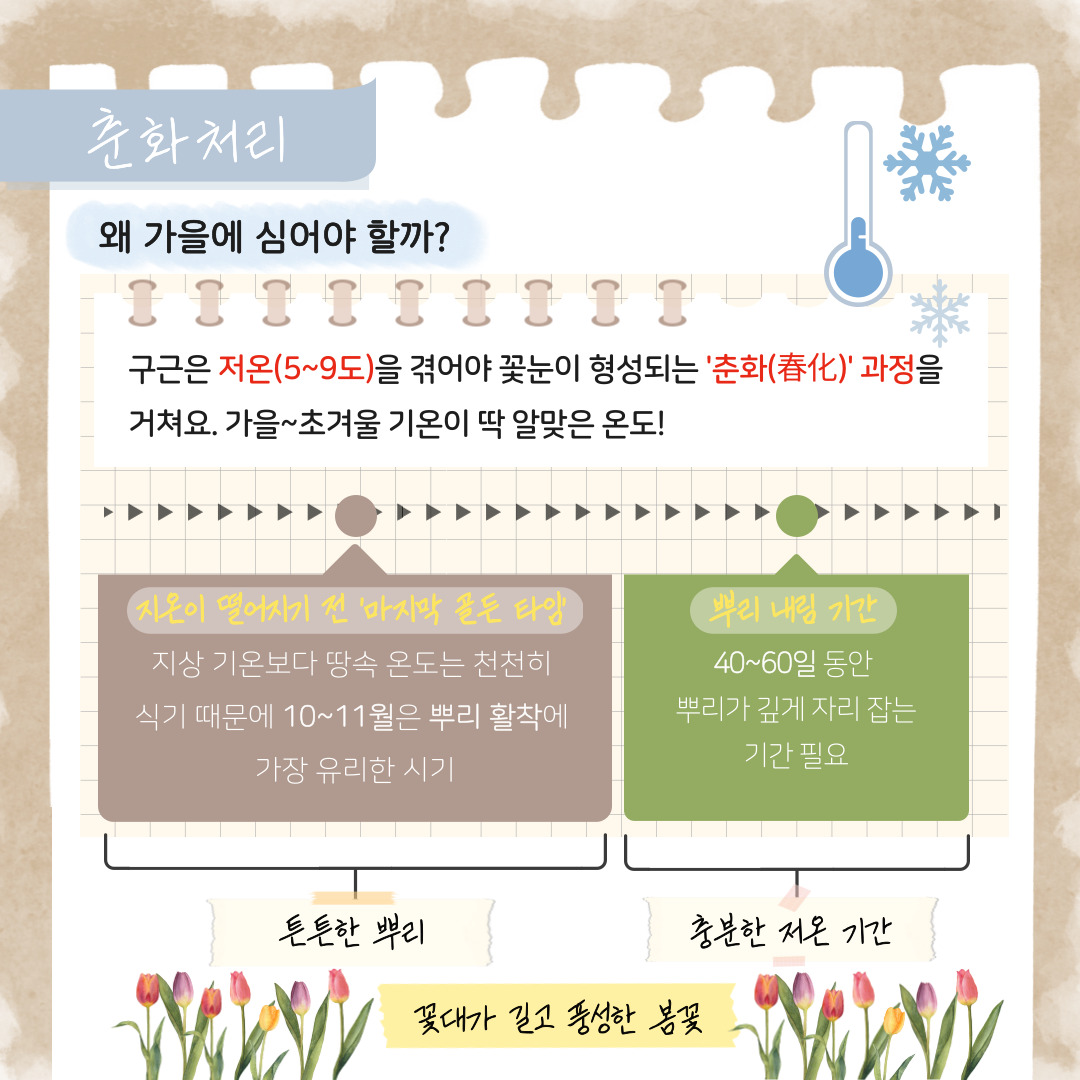 춘화처리
왜 가을에 심어야 할까? 구근은 저온(5에서 9도)을 겪어야 꽃눈이 형성되는 춘화과정을 거쳐요. 가을에서 초겨울까지 기온이 딱 알맞은 온도!
지온이 떨어지기 전 ‘마지막 골든 타임’: 지상 기온보다 땅속 온도는 천천히 식기 때문에 10월에서 11월은 뿌리 활착에 가장 유리한 시기, 튼튼한 뿌리
뿌리내림 기간: 40에서 60일 동안 뿌리가 깊게 자리 잡는 기간 필요, 충분한 저온 기간
꽃대가 길고 풍성한 봄꽃