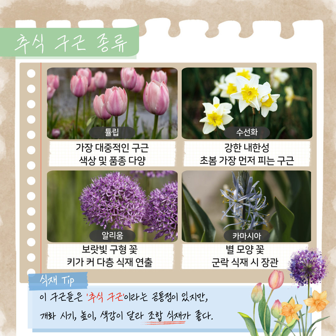추식 구근 종류
튤립: 가장 대중적인 구근, 색상 및 품종 다양
수선화: 강한 내한성, 초봄 가장 먼저 피는 구근
알리움: 보랏빛 구형 꽃, 키가 커 다층 식재 연출
카마시아: 별 모양 꽃, 군락 식재 시 장관
식재팁: 이 구근들은 ‘추식 구근’이라는 공통점이 있지만, 개화 시기, 높이, 색감이 달라 조합 식재가 좋다.