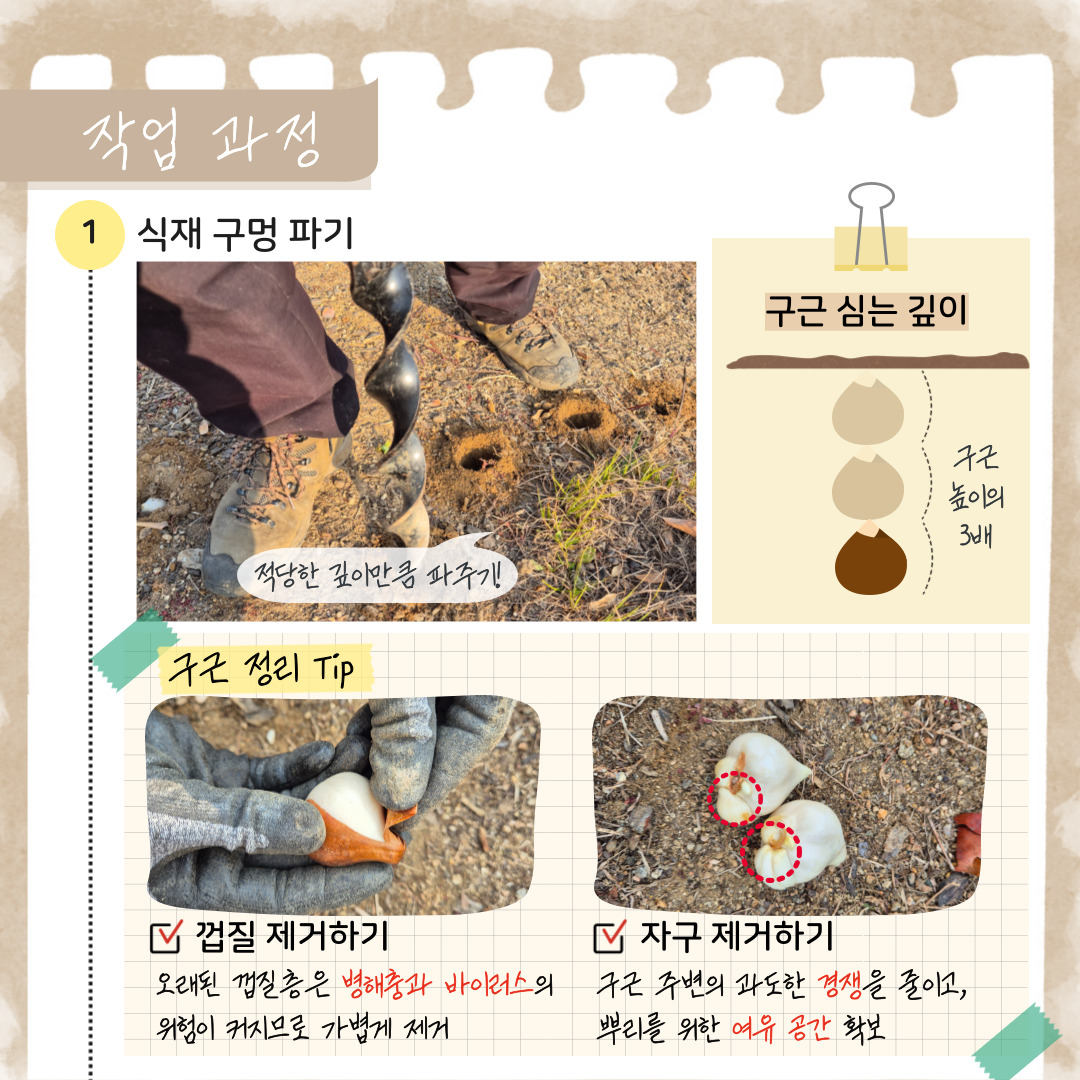 작업 과정
1. 식재 구멍 파기: 적당한 깊이만큼 파주기! 구근 심는 깊이는 구근 높이의 3배로. 
구근 정리 팁: 껍질 제거하기 오래된 껍질층은 병해충과 바이러스의 위험이 커지므로 가볍게 제거, 자구 제거하기 구근 주변의 과도한 경쟁을 줄이고, 뿌리를 위한 여유 공간 확보