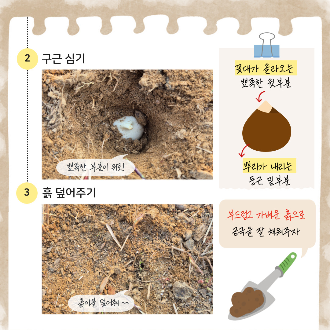 2. 구근 심기: 뾰족한 부분이 위로! 꽃대가 올라오는 뾰족한 윗부분, 뿌리가 내리는 둥근 밑부분
3. 흙 덮어주기: 흙이불 덮어줘~ 부드럽고 가벼운 흙으로 공극을 잘 채워주자.