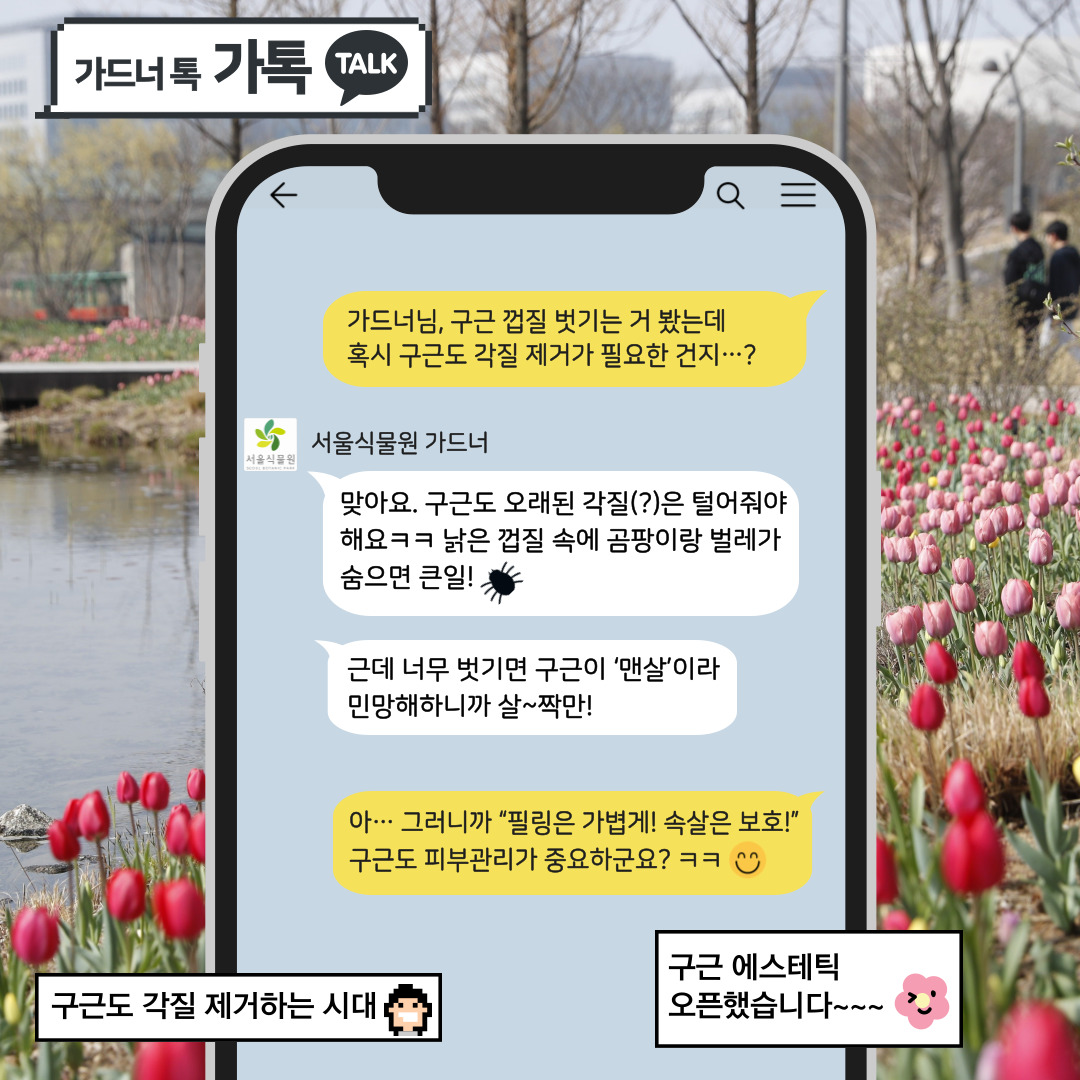 가드너 톡 가톡 TALK
Q: 가드너님, 구근 껍질 벗기는 거 봤는데 혹시 구근도 각질 제거가 필요한 건지?
서울식물원 가드너: 맞아요. 구근도 오래된 각질은 털어줘야 해요. 낡은 껍질 속에 곰팡이랑 벌레가 숨으면 큰일. 근데 너무 벗기면 구근이 맨살이라 민망해하니까 살짝만!
Q: 아, 그러니까 필링은 가볍게, 속살은 보호! 구근도 피부관리가 중요하군요?
구근도 각질 제거하는 시대, 구근 에스테틱 오픈했습니다.