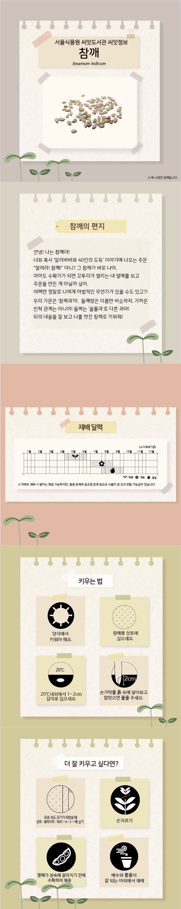 서울식물원 씨앗도서관 씨앗정보 참깨 Sesamum indicum
위 사진은 참깨입니다.
참깨의 편지: 안녕! 나는 참깨야. 너희 혹시 알리바바와 40인의 도둑 이야기에 나오는 주문 열려라 참깨 아니? 그 참깨가 바로 나야. 아마도 수확기가 되면 꼬투리가 열리는 내 열매를 보고 주문을 만든 게 아닐까 싶어. 어쩌면 정말로 나에게 마법적인 무언가가 있을 수도 있고. 우리 가문은 참깨과야. 들깨랑은 이름만 비슷하지. 가까운 친척 관계는 아니야. 들깨는 꿀풀과로 다른 과야. 뒤의 내용을 잘 보고 나를 멋진 참깨로 키워줘.
재배달력: 노지재배기준, 4월 하순에서 6월 중순까지 파종, 7월에서 8월까지 개화, 8월에서 9월까지 결실. 아파트 재배 시 발아는 연중 가능하지만, 통풍 문제와 일조량 문제 등으로 식물이 잘 크지 못할 가능성이 있습니다. 
키우는 법: 양지에서 키워야 해요. 원예용 상토에 심으세요. 20도 내외에서 1에서 2cm 깊이로 심으세요. 손가락을 흙 속에 넣어보고 말랐으면 물을 주세요.
더 잘 키우고 싶다면: 모종 정도 크기가 되었을 때 상토:펄라이트:퇴비=6:3:1에 심기, 순지르기, 열매가 성숙해 갈라지기 전에 수확하여 채종, 배수와 통풍이 잘 되는 야외에서 재배