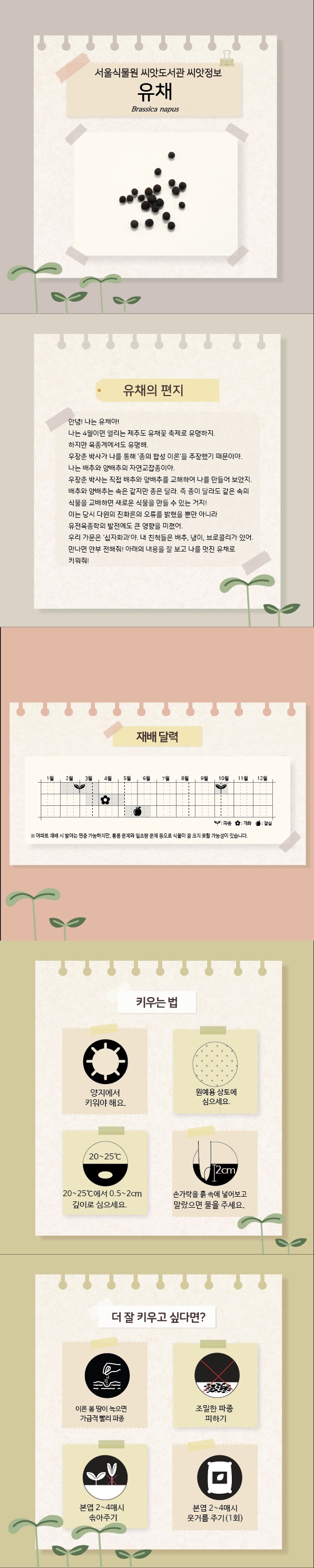 서울식물원 씨앗도서관 씨앗정보 유채 Brassica napus
유채의 편지: 안녕! 나는 유채야. 나는 4월이면 열리는 제주도 유채꽃 축제로 유명하지. 하지만 육종계에서도 유명해. 우장춘 박사가 나를 통해 종의 합성 이론을 주장했기 때문이야. 나는 배추와 양배추의 자연교잡종이야. 우장춘 박사는 직접 배추와 양배추를 교해하여 나를 만들어 보았지. 배추와 양배추는 속은 같지만 종은 달라. 즉 종이 달라도 같은 속의 식물을 교배하면 새로운 식물을 만들 수 있는 거지. 이는 당시 다윈의 진화론의 오류를 밝혔을 뿐만 아니라 유전육종학의 발전에도 큰 영향을 미쳤어. 우리 가문은 십자화과야. 내 친척들은 배추, 냉이, 브로콜리가 있어. 만나면 안부 전해줘. 아래의 내용을 잘 보고 나를 멋진 유채로 키워줘.
재배달력: 2월에서 3월까지와 10월 초에서 10월 중순까지 파종, 3월 중순에서 5월 초까지 개화, 5월 중순에서 6월 중순까지 결실. 아파트 재배 시 발아는 연중 가능하지만, 통풍 문제와 일조량 문제 등으로 식물이 잘 크지 못할 가능성이 있습니다. 
키우는 법: 양지에서 키워야 해요. 원예용 상토에 심으세요. 20에서 25도에서 0.5에서 2cm 깊이로 심으세요. 손가락을 흙 속에 넣어보고 말랐으면 물을 주세요.
더 잘 키우고 싶다면: 이른 봄 땅이 녹으면 가급적 빨리 파종, 조밀한 파종 피하기, 본엽 2에서 4매시 솎아주기, 본엽 2에서 4매시 웃거름 주기(1회)