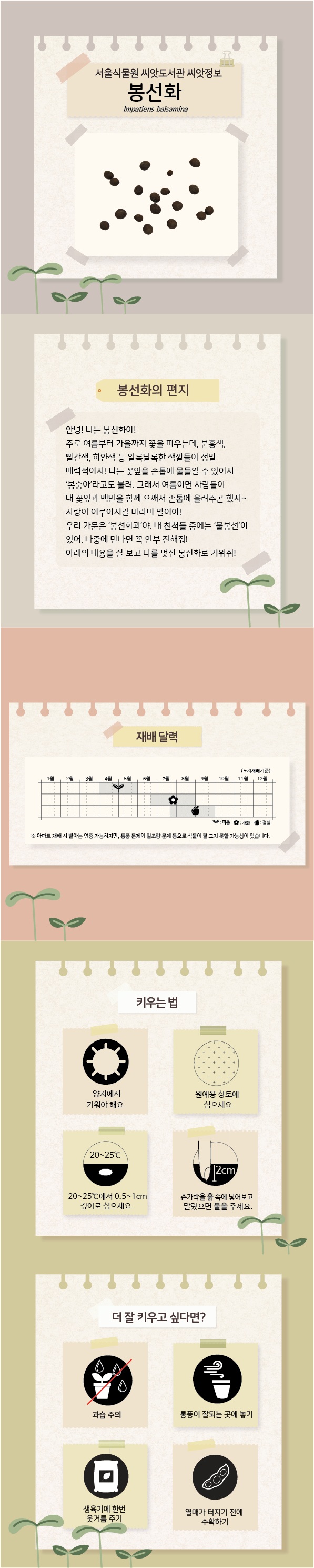 서울식물원 씨앗도서관 씨앗정보 봉선화 Impatiens balsamina
봉선화의 편지: 안녕! 나는 봉선화야! 주로 여름부터 가을까지 꽃을 피우는데, 분홍색, 빨간색, 하얀색 등 알록달록한 색깔들이 정말 매력적이지! 나는 꽃잎을 손톱에 물들일 수 있어서 봉숭아라고도 불려. 그래서 여름이면 사람들이 내 꽃잎과 백반을 함께 으깨서 손톱에 올려주곤 했지. 사랑이 이루어지길 바라며 말이야. 우리 가문은 봉선화과야. 내 친척들 중에는 물봉선이 있어. 나중에 만나면 꼭 안부 전해줘. 아래의 내용을 잘 보고 나를 멋진 봉선화로 키워줘.
재배달력: 노지재배기준, 4월에서 5월까지 파종, 6월 하순에서 8월까지 개화, 7월 하순에서 9월까지 결실. 아파트 재배 시 발아는 연중 가능하지만, 통풍 문제와 일조량 문제 등으로 식물이 잘 크지 못할 가능성이 있습니다. 
키우는 법: 양지에서 키워야 해요. 원예용 상토에 심으세요. 20에서 25도에서 0.5에서 1cm 깊이로 심으세요. 손가락을 흙 속에 넣어보고 말랐으면 물을 주세요.
더 잘 키우고 싶다면: 과습 주의, 통풍이 잘되는 곳에 놓기, 생육기에 한번 웃거름 주기, 열매가 터지기 전에 수확하기