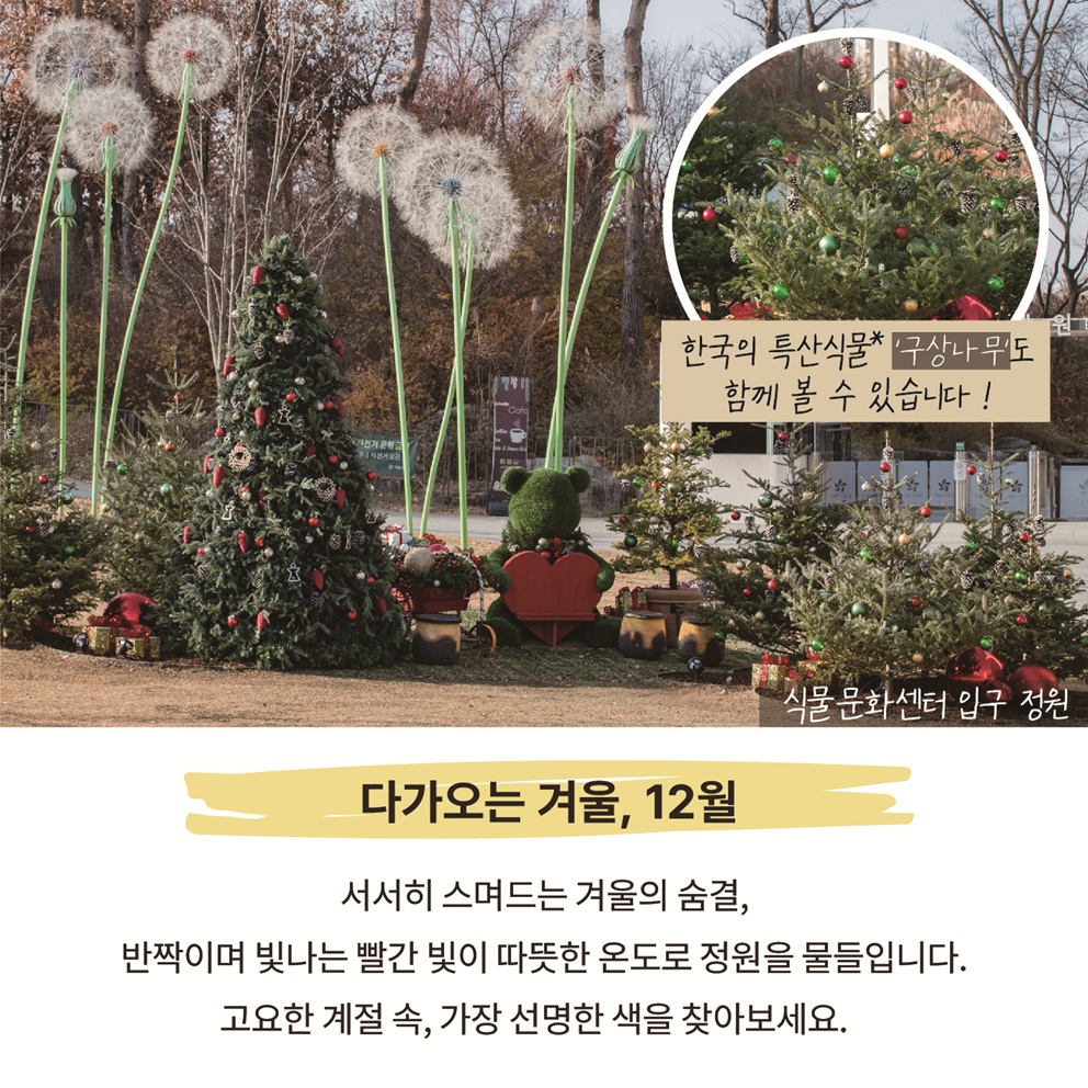 이달의 한국의 특산식물 구상나무도 함께 볼 수 있습니다. 식물문화센터 입구 정원
다가오는 겨울, 12월. 서서히 스며드는 겨울의 숨결, 반짝이며 빛나는 빨간 빛이 따뜻한 온도로 정원을 물들입니다. 고요한 계절 속, 가장 선명한 색을 찾아보세요.