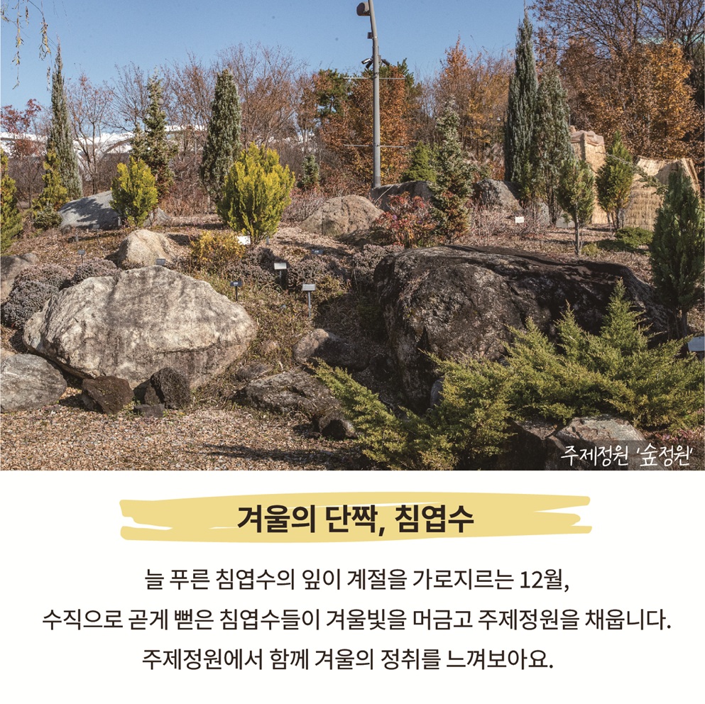 이달의 정원 12월(4) 주제정원 숲정원 사진
겨울의 단짝, 침엽수: 늘 푸른 침엽수의 잎이 계절을 가로지르는 12월, 수직으로 곧게 뻗은 침엽수들이 겨울빛을 머금고 주제정원을 채웁니다. 주제정원에서 함께 겨울의 정취를 느껴보아요.