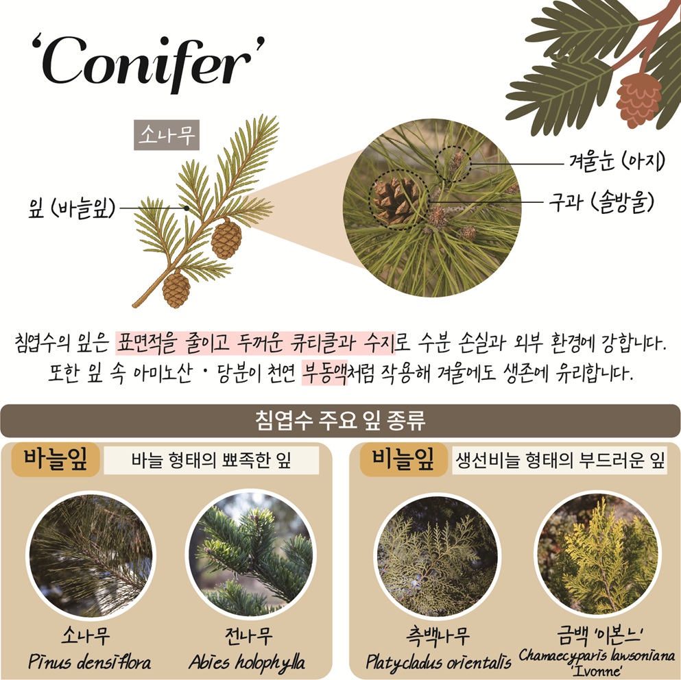 이달의 정원 12월(5) ‘Conifer’ 소나무: 잎(바늘잎), 겨울눈(아지), 구과(솔방울)의 사진, 침엽수의 잎은 표면적을 줄이고 두꺼운 큐티클과 수지로 수분 손실과 외부 환경에 강합니다. 또한 잎 속 아미노산, 당분이 천연 부동액처럼 작용해 겨울에도 생존에 유리합니다.
침엽수 주요 잎 종류
바늘잎: 바늘 형태의 뾰족한 잎, 소나무(Pinus densiflora), 전나무(Abies holophylla)
비늘잎: 생선 비늘 형태의 부드러운 잎, 측백나무(Platycladus orientalis), 금백 ’이본느’(Chamaecyparis lawsoniana ‘Ivonne’)