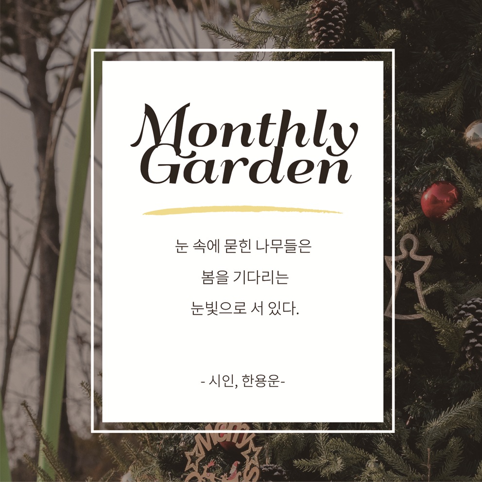 이달의 정원 12월(9) Monthly Garden: 눈 속에 묻힌 나무들은 봄을 기다리는 눈빛으로 서 있다. 시인, 한용운
