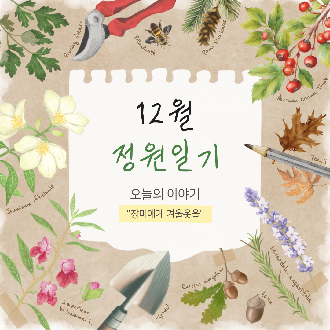 12월 정원일기 오늘의 이야기 장미에게 겨울옷을