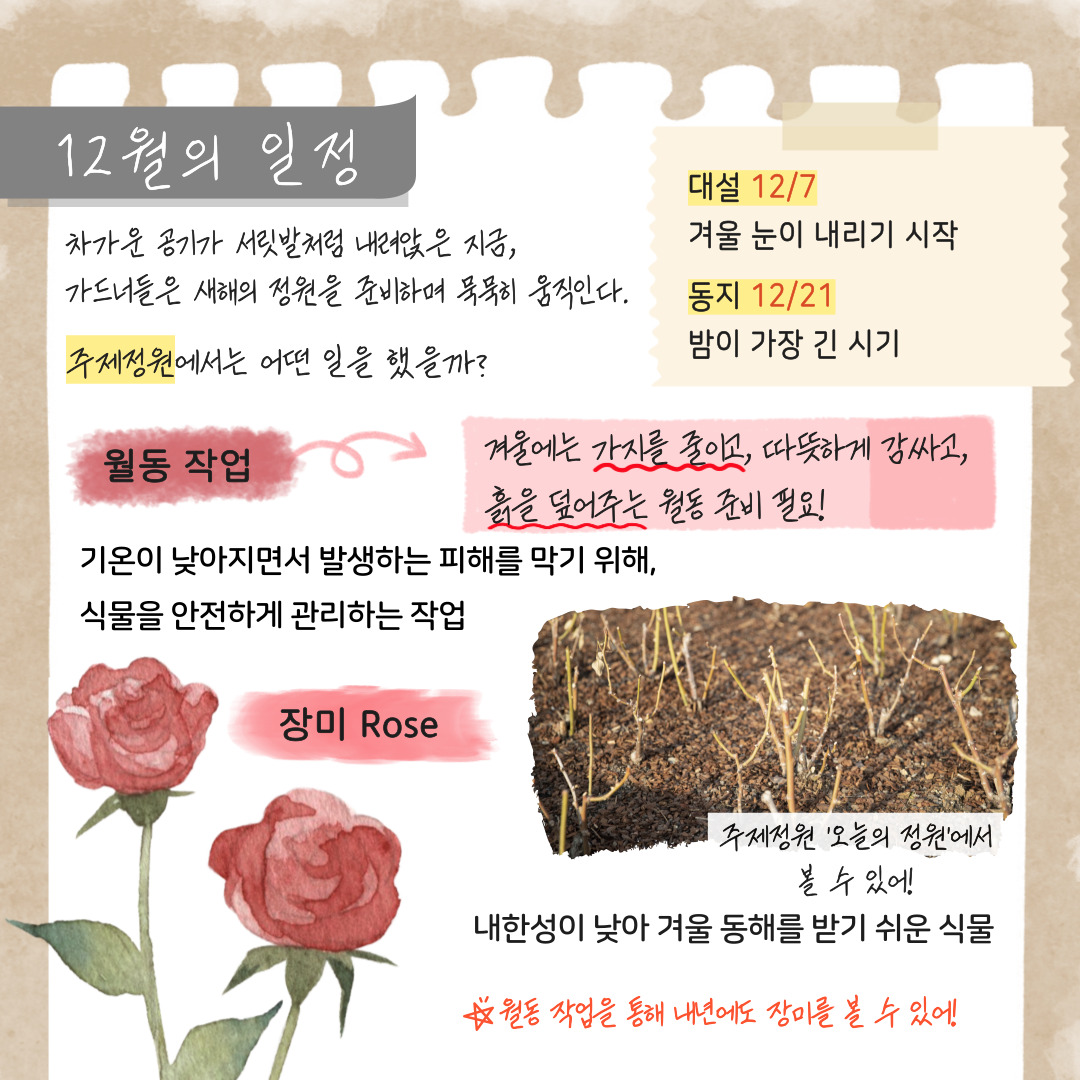 12월의 일정: 차가운 공기가 서릿발처럼 내려앉은 지금, 가드너들은 새해의 정원을 준비하며 묵묵히 움직인다. 주제정원에서는 어떤 일을 했을까? 대설 12월 7일 겨울 눈이 내리기 시작 동지 12월 21일 밤이 가장 긴 시기 월동작업: 겨울에는 가지를 줄이고, 따뜻하게 감싸고, 흙을 덮어주는 월동 준비 필요! 기온이 낮아지면서 발생하는 피해를 막기 위해 식물을 안전하게 관리하는 작업 장미 Rose: 내한성이 낮아 겨울 동해를 받기 쉬운 식물. 주제정원 ‘오늘의 정원’에서 볼 수 있어! 월동 작업을 통해 내년에도 장미를 볼 수 있어!