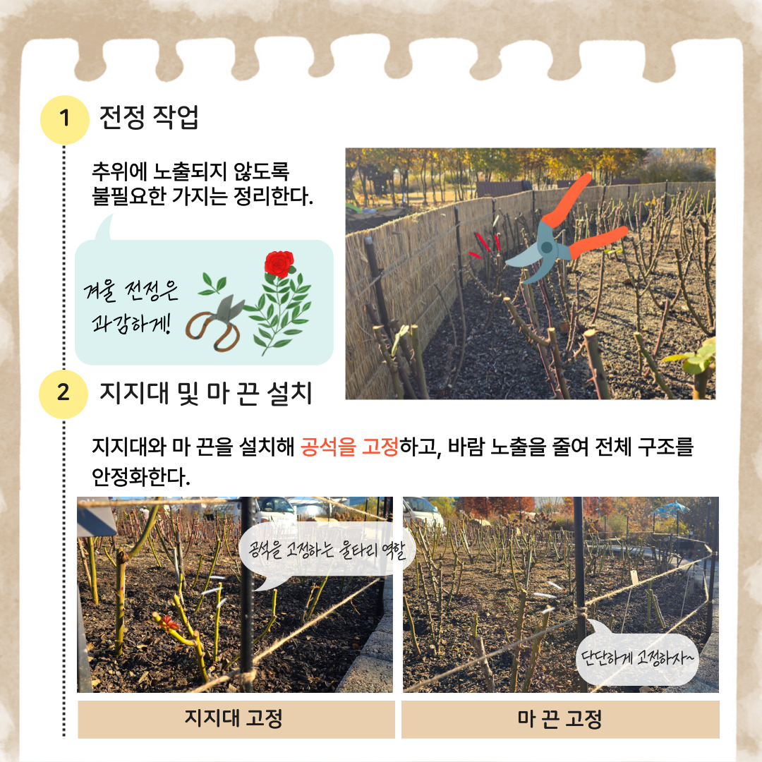 1 전정작업: 추위에 노출되지 않도록 불필요한 가지는 정리한다. 겨울 전정은 과감하게! 2 지지대 및 마 끈 설치: 지지대와 마 끈을 설치해 공석을 고정하고, 바람 노출을 줄여 전체 구조를 안정화한다. 지지대 고정(공석을 고정하는 울타리 역할), 마 끈 고정(단단하게 고정하자)