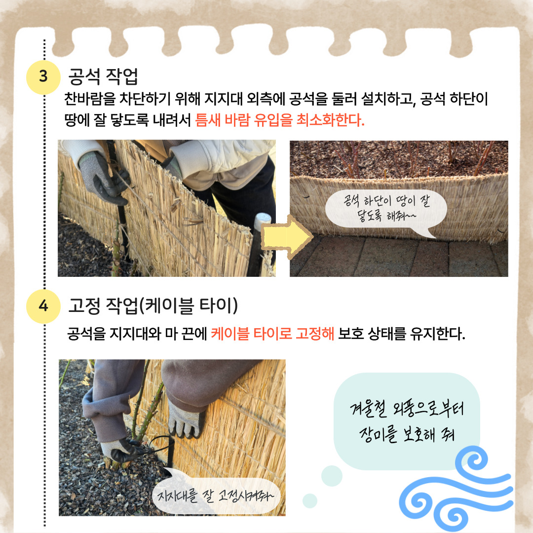 3 공석작업: 찬바람을 차단하기 위해 지지대 외측에 공석을 둘러 설치하고, 공석 하단이 땅에 잘 닿도록 내려서 틈새 바람 유입을 최소화한다. 공석 하단이 땅이 잘 닿도록 해줘 4 고정 작업(케이블 타이): 공석을 지지대와 마 끈에 케이블 타이로 고정해 보호 상태를 유지한다. 지지대를 잘 고정시켜줘. 겨울철 외풍으로부터 장미를 보호해 줘