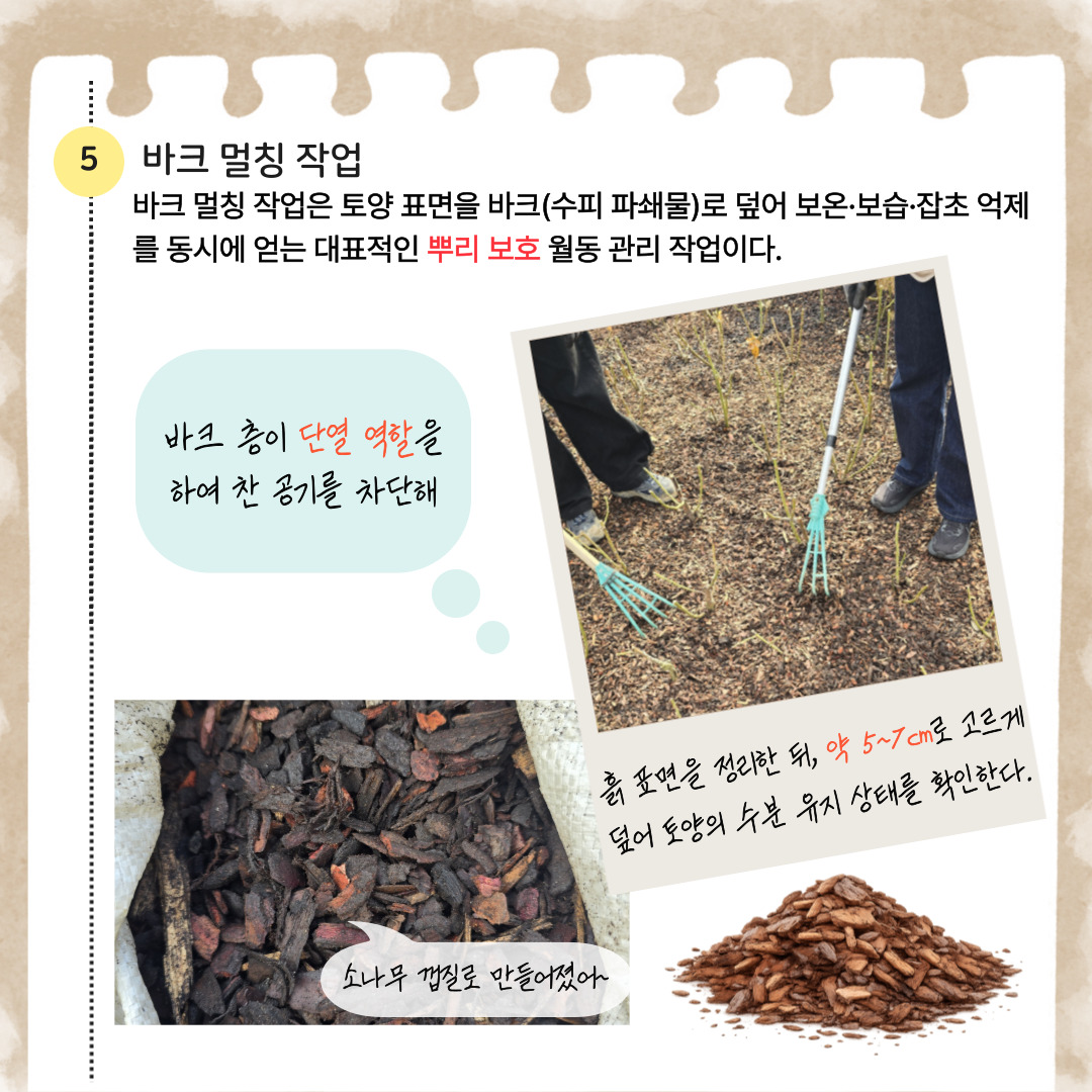 5 바크 멀칭 작업: 바크 멀칭 작업은 토양 표면을 바크(수피 파쇄물)로 덮어 보온, 보습, 잡초 억제를 동시에 얻는 대표적인 뿌리 보호 월동 관리 작업이다. 바크 층이 단열 역할을 하여 찬 공기를 차단해. 흙 표면을 정리한 뒤, 약 5에서 7센티미터로 고르게 덮어 토양의 수분 유지 상태를 확인한다. 소나무 껍질로 만들어졌어.