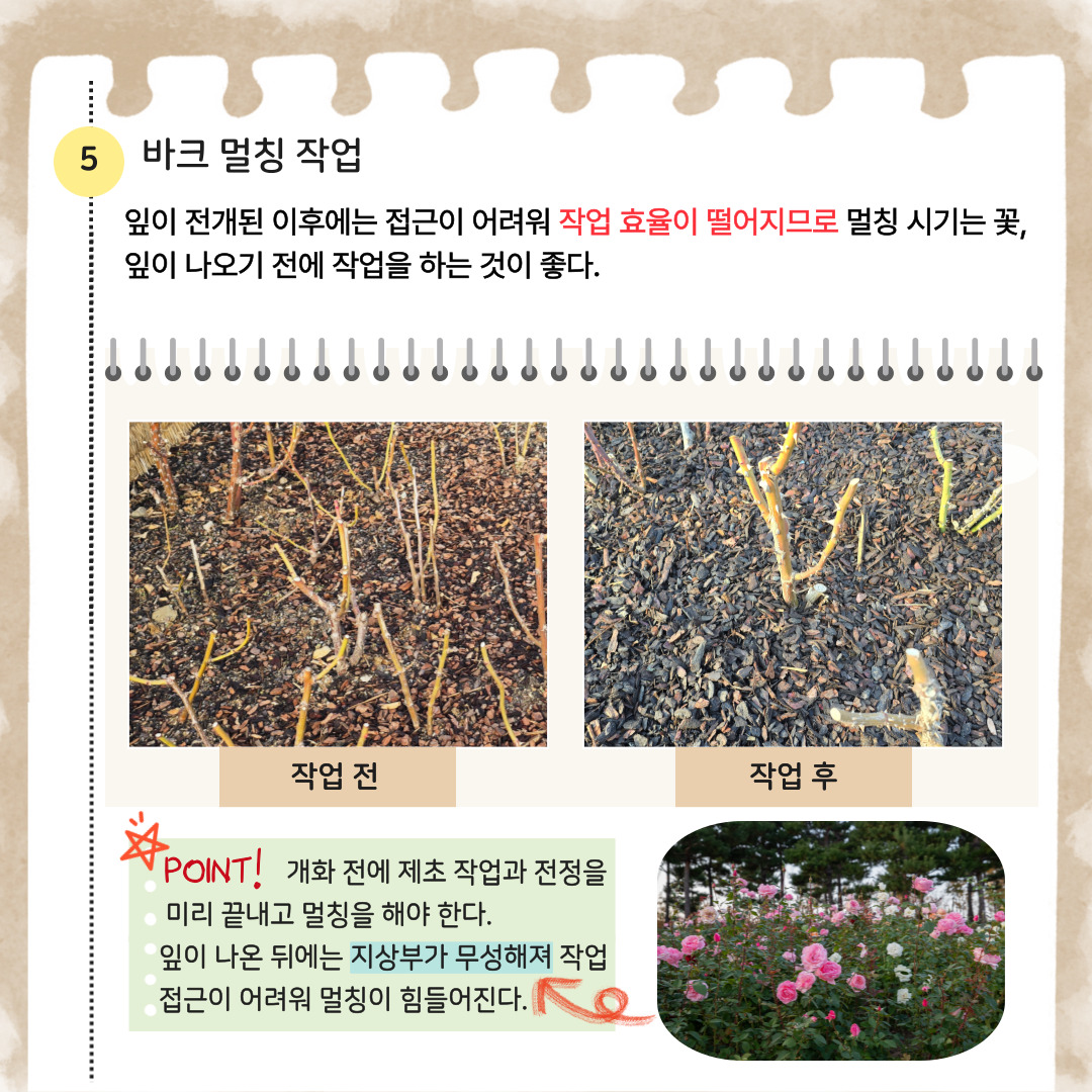 5 바크 멀칭 작업: 잎이 전개된 이후에는 접근이 어려워 작업 효율이 떨어지므로 멀칭 시기는 꽃, 잎이 나오기 전에 작업을 하는 것이 좋다. 작업 전 사진, 작업 후 사진 POINT: 개화 전에 제초 작업과 전정을 미리 끝내고 멀칭을 해야 한다. 잎이 나온 뒤에는 지상부가 무성해져 작업접근이 어려워 멀칭이 힘들어진다.