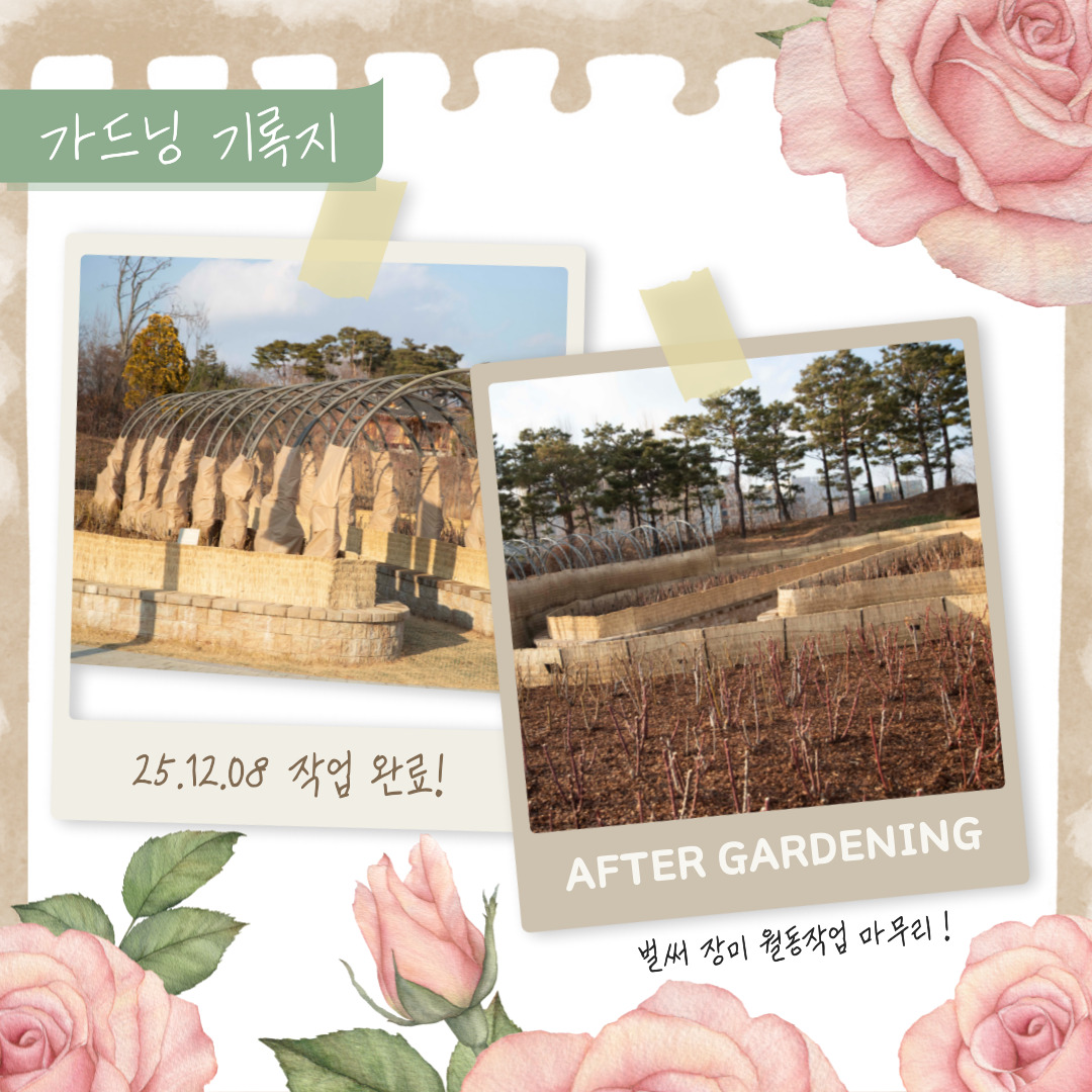 가드닝 기록지 25년 12월 8일 작업 완료!  AFTER GARDENING 벌써 장미 월동작업 마무리!