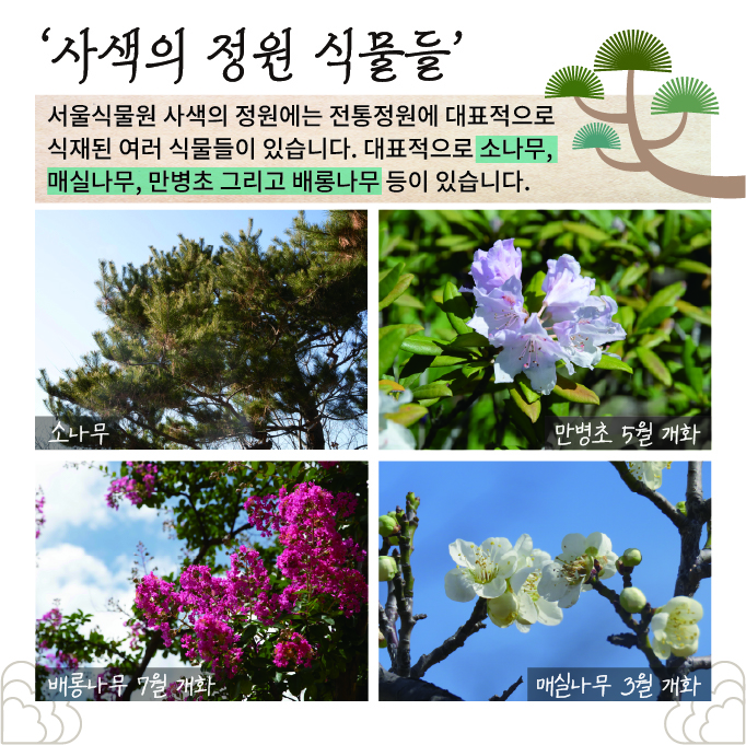 사색의 정원 식물들: 서울식물원 사색의 정원에는 전통정원에 대표적으로 식재된 여러 식물들이 있습니다. 대표적으로 소나무, 매실나무, 만병초 그리고 배롱나무 등이 있습니다.
소나무사진, 만병초 5월 개화 사진, 배롱나무 7월 개화 사진, 매실나무 3월 개화사진