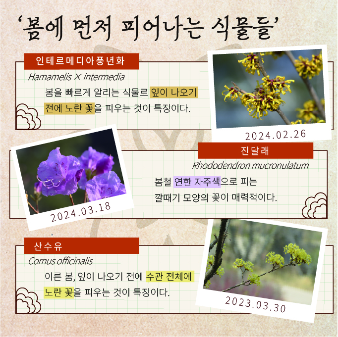 ‘봄에 먼저 피어나는 식물들’
인테르메디아풍년화: Hamamelis × intermedia, 봄을 빠르게 알리는 식물로 잎이 나오기 전에 노란 꽃을 피우는 것이 특징이다. 2024년 2월 26일 인테르메디아풍년화의 사진
진달래: Rhododendron mucronulatum, 봄철 연한 자주색으로 피는 깔때기 모양의 꽃이 매력적이다. 2024년 3월 18일 진달래의 사진
산수유: Cornus officinalis, 이른봄, 잎이 나오기 전에 수관 전체에 노란 꽃을 피우는 것이 특징이다. 2023년 3월 30일 산수유의 사진