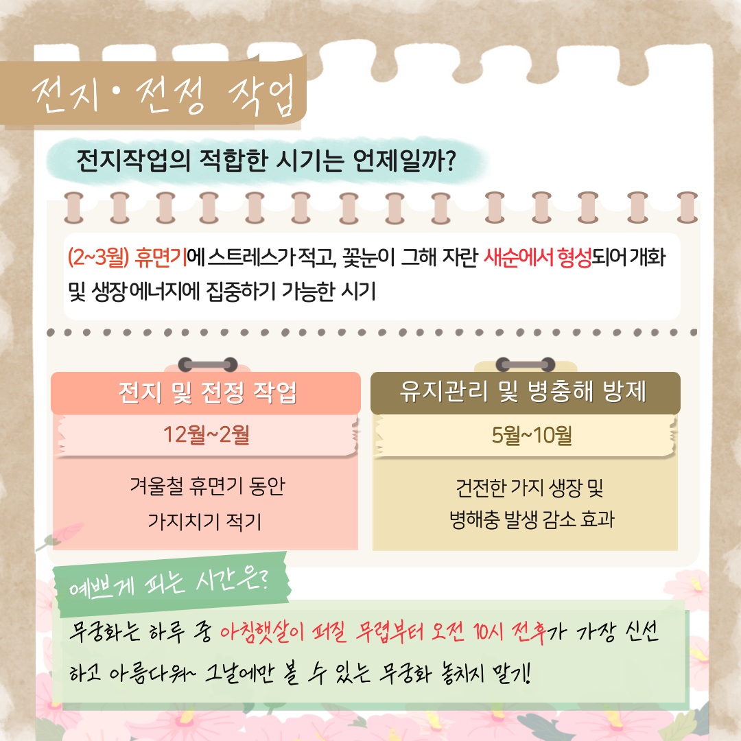 전지 전정 작업 
전지작업의 적합한 시기는 언제일까? 2에서 3월 휴면기에 스트레스가 적고, 꽃눈이 그해 자란 새순에서 형성되어 개화 및 생장 에너지에 집중하기 가능한 시기
전지 및 전정 작업 12월~2월 겨울철 휴면기 동안 가지치기 적기
유지관리 및 병충해 방제 5월~10월 건전하 가지 생장 및 병해충 발생 감소 효과
예쁘게 피는 시간은? 무궁화는 하루 중 아침햇살이 퍼질 무렵부터 오전 10시 전후가 가장 신선하고 아름다워 그날에만 볼 수 있는 무궁화 놓치지 말기