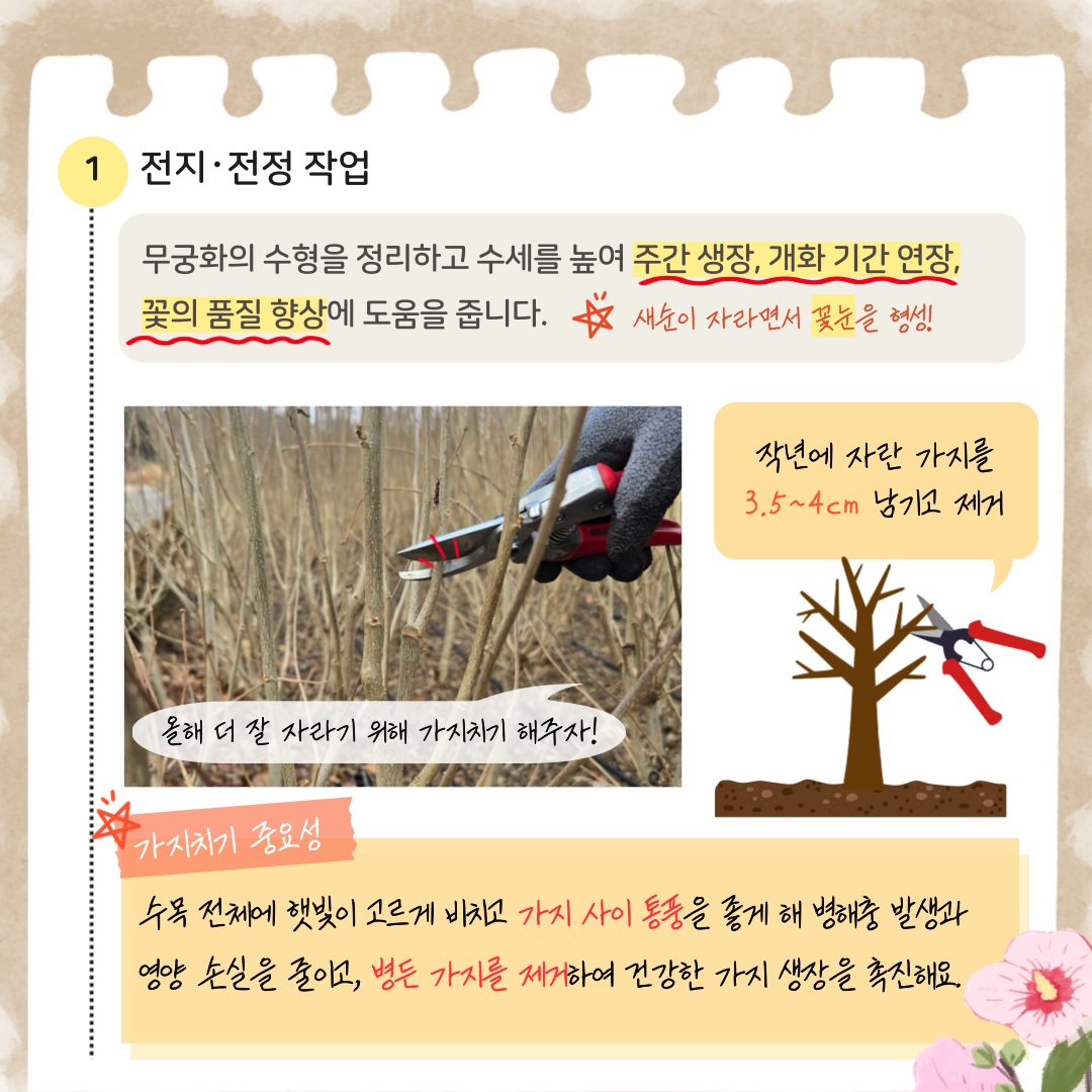1 전지 전정 작업 무궁화의 수형을 정리하고 수세를 높여 주간 생장, 개화 기간 연장, 꽃의 품질 향상에 도움을 줍니다. 새순이 자라면서 꽃눈을 형성
올해 더 잘 자라기 위해 가지치기해주자. 작년에 자란 가지를 3.5에서 4센티미터 남기고 제거
가지치기 중요성 수목 전체에 햇빛이 고르게 비치고 가지 사이 통풍을 좋게 해 병해충 발생과 영양 손실을 줄이고, 병든 가지를 제거하여 건강한 가지 생장을 촉진해요.