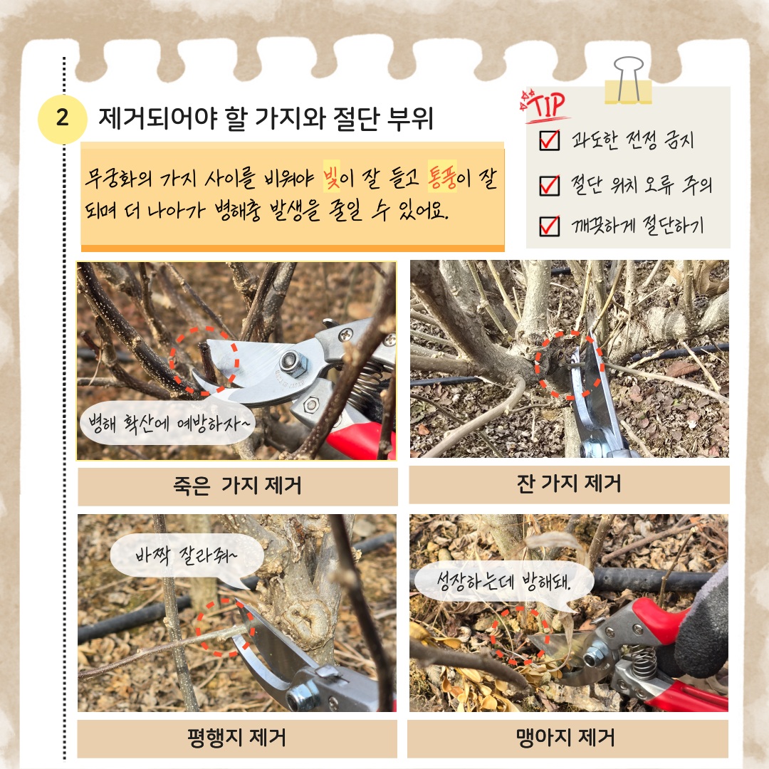 2 제거되어야 할 가지와 절단 부위 무궁화의 가지 사이를 비워야 빛이 잘 들고 통풍이 잘 되며 더 나아가 병해충 발생을 줄일 수 있어요.
과도한 전정 금지, 절단 위치 오류 주의, 깨끗하게 절단하기. 
죽은 가지 제거 병해 확산에 예방하자
잔 가지 제거
평행지 제거 바짝 잘라줘
맹아지 제거 성장하는데 방해돼