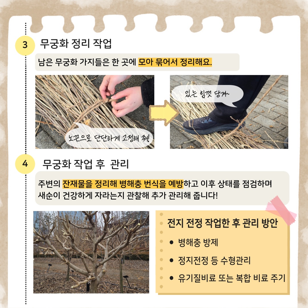 3 무궁화 정리 작업 남은 무궁화 가지들은 한 곳에 모아 묶어서 정리해요.
노끈으로 단단하게 고정해 줘. 있는 힘껏 당겨
4 무궁화 작업 후 관리 주변의 잔재물을 정리해 병해충 번식을 예방하고 이후 상태를 점검하며 새순이 건강하게 자라는지 관찰해 추가 관리해 줍니다.
전지 전정 작업한 후 관리 방안 병해충 방제, 정지전정 등 수형관리, 유기질비료 또는 복합 비료 주기