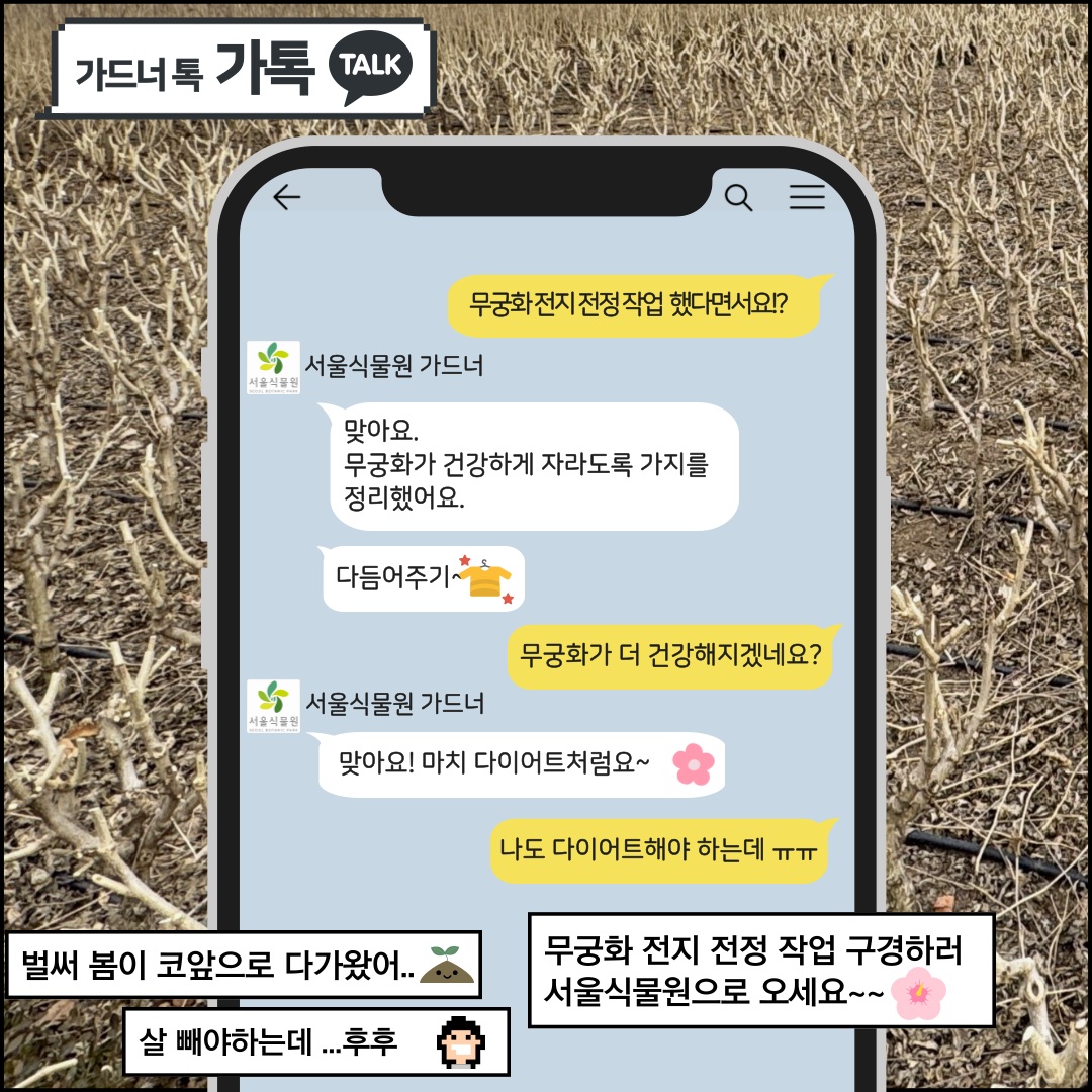 가드너 톡 가톡 TALK
Q: 무궁화 전지 전정 작업했다면서요?
서울식물원 가드너: 맞아요. 무궁화가 건강하게 자라도록 가지를 정리했어요. 다듬어주기~
Q: 무궁화가 더 건강해지겠네요?
서울식물원 가드너: 맞아요! 마치 다이어트처럼요!
Q: 나도 다이어트해야 하는데
벌써 봄이 코앞으로 다가왔어. 살 빼야 하는데. 후후 무궁화 전지 전정 작업 구경하러 서울식물원으로 오세요