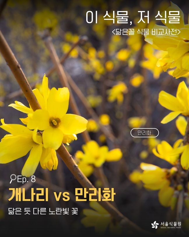이 식물, 저 식물 닮은꼴 식물 비교사전
만리화
Ep. 8 개나리 vs 만리화
닮은 듯 다른 노란빛 꽃
서울식물원