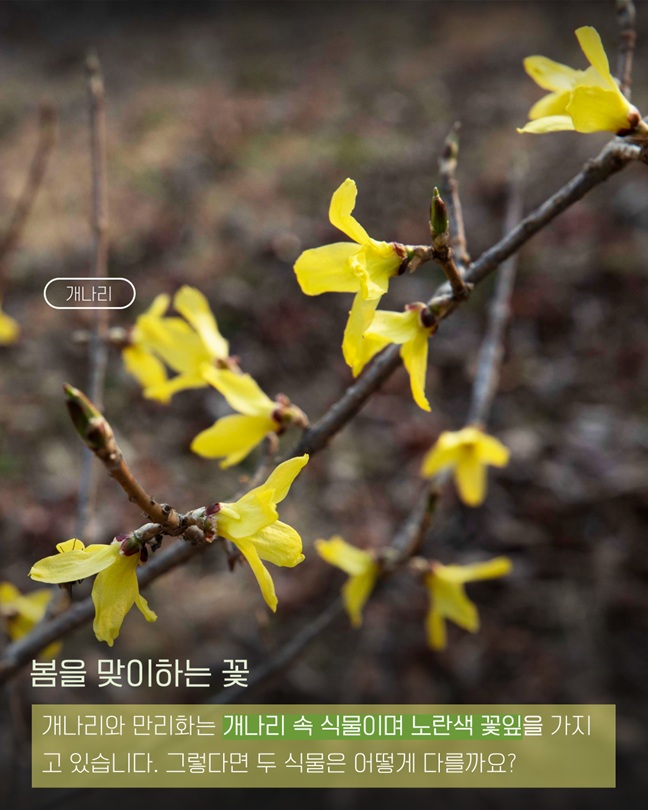 개나리
봄을 맞이하는 꽃
개나리와 만리화는 개나리 속 식물이며 노란색 꽃잎을 가지고 있습니다. 그렇다면 두 식물은 어떻게 다를까요?