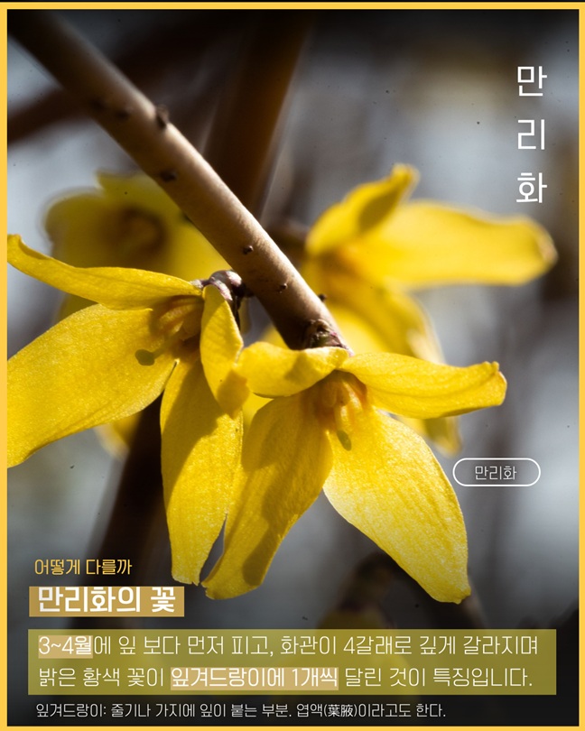 만리화
어떻게 다를까
만리화의 꽃
3~4월에 잎 보다 먼저 피고, 화관이 4갈래로 깊게 갈라지며 밝은 황색 꽃이 잎겨드랑이에 1개씩 달린 것이 특징입니다.
잎겨드랑이: 줄기나 가지에 잎이 붙는 부분, 엽액이라고도 한다.