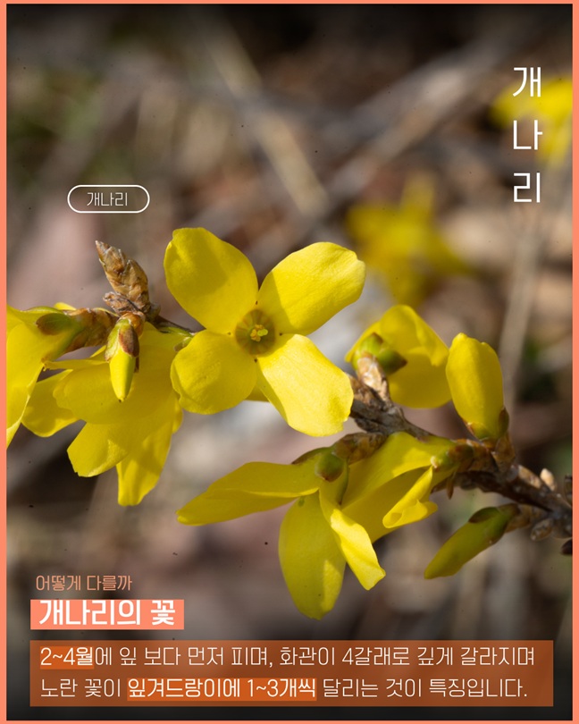 개나리
어떻게 다를까
개나리의 꽃
2~4월에 잎 보다 먼저 피며, 화관이 4갈래로 깊게 갈라지며 노란 꽃이 잎겨드랑이에 1~3개씩 달리는 것이 특징입니다.