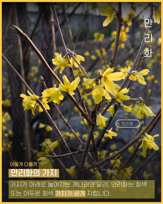 만리화
어떻게 다를까
만리화의 가지
가지가 아래로 늘어지는 개나리와 달리, 만리화는 회색 또는 어두운 회색 가지가 곧게 자랍니다.