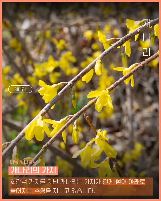 개나리
어떻게 다를까
개나리의 가지
회갈색 가지를 지닌 개나리는 가지가 길게 뻗어 아래로 늘어지는 수형을 지니고 있습니다.
