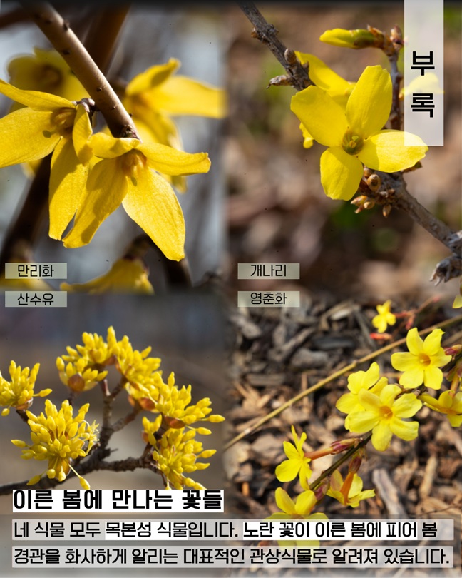 부록
만리화, 개나리, 산수유, 영춘화
이른 봄에 만나는 꽃들
네 식물 모두 목본성 식물입니다. 노란 꽃이 이른 봄에 피어 봄 경관을 화사하게 알리는 대표적인 관상식물로 알려져 있습니다.