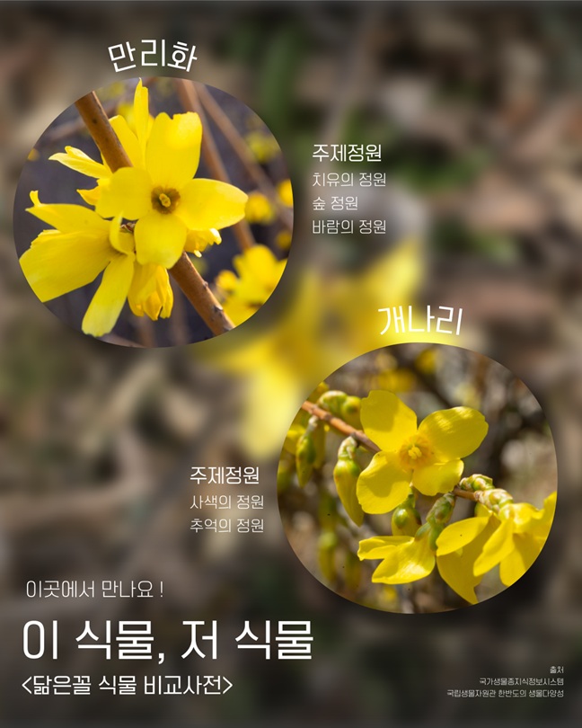 만리화: 주제정원, 치유의 정원, 숲 정원, 바람의 정원
개나리: 주제정원, 사색의 정원, 추억의 정원
이곳에서 만나요!
이 식물, 저 식물
닮은꼴 식물 비교사전
출처: 국가생물종지식정보시스템, 국립생물자원관 한반도의 생물다양성