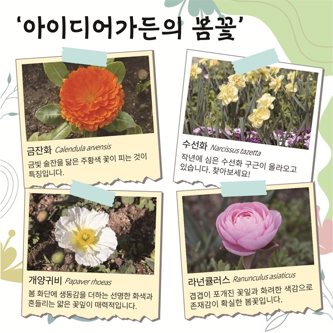 아이디어가든의 봄꽃
금잔화: Calendula arvensis, 금빛 술잔을 닮은 주황색 꽃이 피는 것이 특징입니다.
수선화: Narcissus tazetta, 작년에 심은 수선화 구근이 올라오고 있습니다. 찾아보세요.
개양귀비: Papaver rhoeas, 봄 화단에 생동감을 더하는 선명한 화색과 흔들리는 얇은 꽃잎이 매력적입니다.
라넌큘러스: Ranunculus asiaticus, 겹겹이 포개진 꽃잎과 화려한 색감으로 존재감이 확실한 봄꽃입니다.