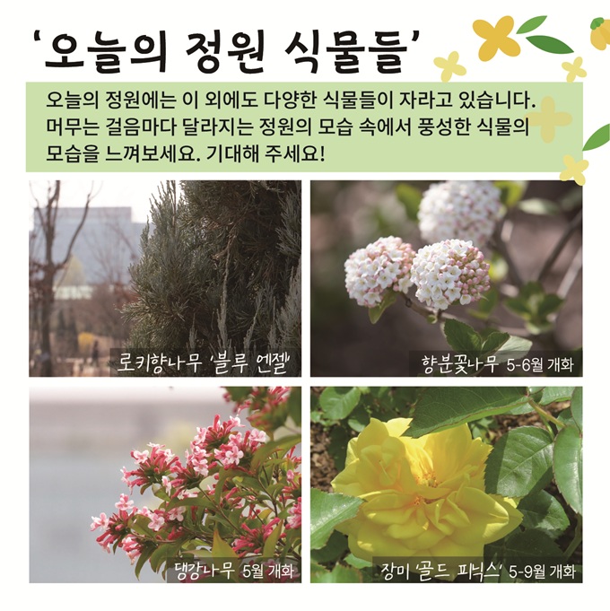 오늘의 정원 식물들 
오늘의 정원에는 이 외에도 다양한 식물들이 자라고 있습니다. 머무는 걸음마다 달라지는 정원의 모습 속에서 풍성한 식물의 모습을 느껴보세요. 기대해 주세요.
로키향나무 ‘블루엔젤’ 사진
향분꽃나무 5-6월 개화 사진
댕강나무 5월 개화 사진
장미 ‘골드 피닉스’ 5-9월 개화 사진