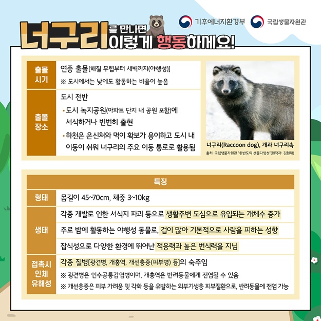 기후에너지환경부, 국립생물자원관
너구리를 만나면 이렇게 행동하세요!
출몰시기: 연중 출몰(해질 무렵부터 새벽까지(야행성)), 도시에서는 낮에도 활동하는 비율이 높음
출몰장소: 도시 전반 도시 녹지공원(아파트 단지 내 공원 포함)에 서식하거나 빈번히 출현, 하천은 은신처와 먹이 확보가 용이하고 도시 내 이동이 쉬워 너구리의 주요 이동 통로로 활용됨.
너구리(raccoon dog), 개과 너구리속, 출처 국립생물자원관 한반도의 생물다양성 원작자 김현태
특징
형태: 몸길이 45에서 70센티미터, 체중 3에서 10킬로그램
생태: 각종 개발로 인한 서식지 파괴 등으로 생활주변 도심으로 유입되는 개체수 증가, 주로 밤에 활동하는 야행성 동물로, 겁이 많아 기본적으로 사람을 피하는 성향, 잡식성으로 다양한 환경에 뛰어난 적응력과 높은 번식력을 지님
접촉 시 인체 유해성: 각종 질병(광견병, 개홍역, 개선충증(피부병) 등)의 숙주임. 광견병은 인수공통감염병이며, 개홍역은 반려동물에게 전염될 수 있음. 개선충증은 피부 가려움 및 각화 등을 유발하는 외부기생충 피부질환으로, 반려동물에 전염 가능