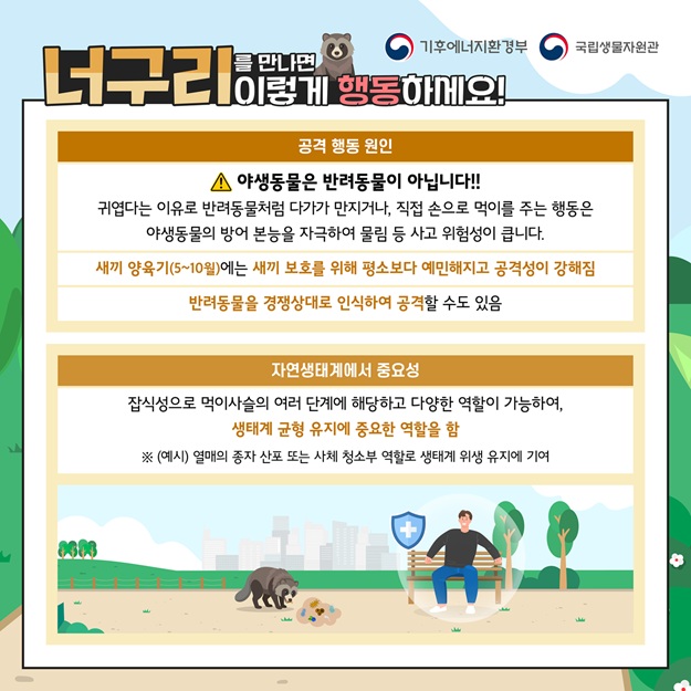 기후에너지환경부, 국립생물자원관
너구리를 만나면 이렇게 행동하세요!
공격 행동 원인: 야생동물은 반려동물이 아닙니다. 귀엽다는 이유로 반려동물처럼 다가가 만지거나, 직접 손으로 먹이를 주는 행동은 야생동물의 방어 본능을 자극하여 물림 등 사고 위험성이 큽니다. 새끼 양육기(5~10월)에는 새끼 보호를 위해 평소보다 예민해지고 공격성이 강해짐. 반려동물을 경쟁상대로 인식하여 공격할 수도 있음.
자연생태계에서 중요성: 잡식성으로 먹이사슬의 여러 단계에 해당하고 다양한 역할이 가능하여, 생태계 균형 유지에 중요한 역할을 함. (예시) 열매의 종자 산포 또는 사체 청소부 역할로 생태계 위생 유지에 기여