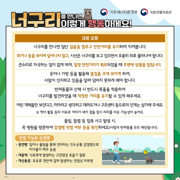 기후에너지환경부, 국립생물자원관
너구리를 만나면 이렇게 행동하세요!
대응요령: 너구리를 만나면 일단 걸음을 멈추고 안전거리를 유지하며 지켜봅니다. 뛰거나 등을 보이며 달아나지 말고, 시선은 너구리를 보고 있으면서 조용히 뒤로 물러나야 합니다. 큰소리로 자극하는 일이 없게 하며, 일정 안전거리가 확보되었을 때 주변에 상황을 알립니다. 옷이나 가방 등을 활용해 몸집을 크게 보이게 하여, 사람이 인지하고 있음을 알려 덤비지 못하게 해야 합니다. 반려동물과 산책 시 반드시 목줄을 착용하여 너구리를 발견하였을 때 적정한 거리를 유지할 수 있게 해주세요. 어린 개체들만 보인다고, 미아라고 생각하고 데려오거나 구조센터 등으로의 인계는 삼가 주세요. 먹이 활동 등의 이유로 어미가 새끼 곁을 잠시 자리를 비운 가능성이 높아요. 물림, 할큄 등 접촉 사고 발생 시, 꼭 병원을 방문하여 감염병 전염 여부 등을 확인하세요. (사람과 반려동물 모두 해당됩니다).
전염 가능한 감염병
광견병: 침이나 물림을 통해 전파되는 인수공통 감염병으로 치사율이 매우 높음
개홍역: 식육목에 발생하는 고전염성 호흡기 질환
개선충증: 포유류 전반에 걸쳐 발생하는 전염성 피부병