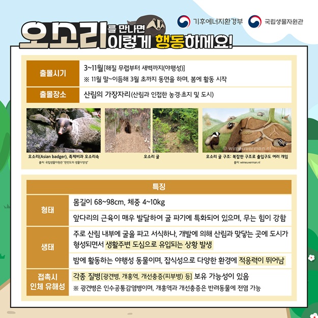 기후에너지환경부, 국립생물자원관
오소리를 만나면 이렇게 행동하세요!
출몰시기: 3~11월(해질 무렵부터 새벽까지(야행성)), 11월 말~이듬해 3월 초까지 동면을 하며, 봄에 활동 시작
출몰장소: 산림의 가장자리(산림과 인접한 농경, 초지 및 도시)
오소리(Asian badger), 족제비과 오소리속 출처 국립생물자원관 한반도의 생물다양성 사진, 오소리 굴 사진, 오소리 굴 구조 복잡한 구조로 출입구도 여러 개임 이미지 출처 wimeuverman.nl
특징
형태: 몸길이 68에서 98센티미터, 체중 4에서 10킬로그램, 앞다리의 근육이 매우 발달하여 굴 파기에 특화되어 있으며, 무는 힘이 강함
생태: 주로 산림 내부에 굴을 파고 서식하나, 개발에 의해 산림과 맞닿는 곳에 도시가 형성되면서 생활주변 도심으로 유입되는 상황 발생, 밤에 활동하는 야행성 동물이며 잡식성으로 다양한 환경에 적응력이 뛰어남
접촉 시 인체 유해성: 각종 질병(광견병, 개홍역, 개선충증(피부병) 등) 보유 가능성이 있음. 광견병은 인수공통감염병이며, 개홍역과 개선충증은 반려동물에 전염 가능