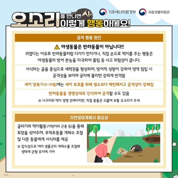 기후에너지환경부, 국립생물자원관
오소리를 만나면 이렇게 행동하세요!
공격 행동 원인: 야생동물은 반려동물이 아닙니다. 귀엽다는 이유로 반려동물처럼 다가가 만지거나, 직접 손으로 먹이를 주는 행동은 야생동물의 방어 본능을 자극하여 물림 등 사고 위험성이 큽니다. 서식하는 굴을 중심으로 세력권을 형성하며, 방어적 성향이 강하여 영역 침입 시 공격성을 보이며 궁지에 몰리면 강하게 반격함. 새끼 양육기(5~10월)에는 새끼 보호를 위해 평소보다 예민해지고 공격성이 강해짐. 반려동물을 경쟁상대로 인식하여 공격할 수도 있음. 너구리와 먹이 경쟁 관계이지만, 직접 충돌은 드물며 보통 오소리가 우세
자연생태계에서 중요성: 굴파기와 먹이활동(지렁이와 곤충 등)을 통해 토양을 섞어주며, 무척추동물 개체수 조절 및 다른 동물에게 서식처를 제공. 잡식성으로 여러 생물군의 개체수를 조절해 생태계 균형 유지에 기여.