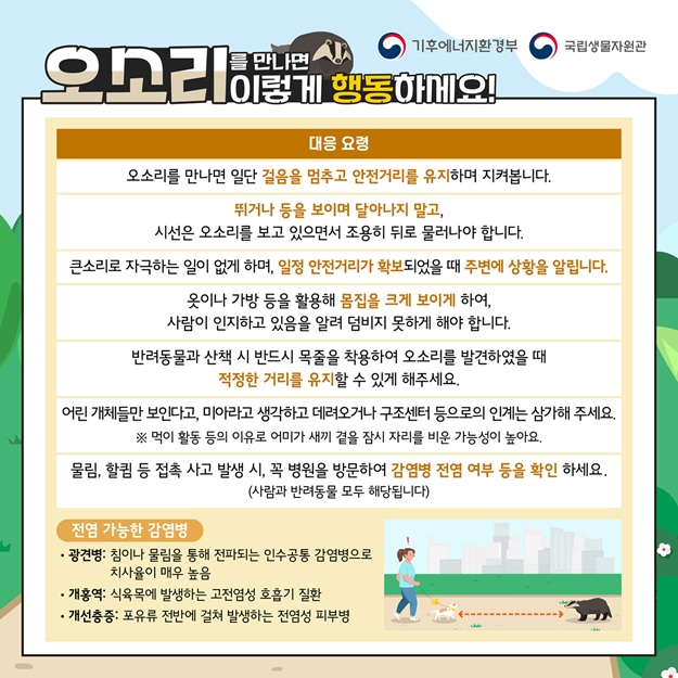 기후에너지환경부, 국립생물자원관
오소리를 만나면 이렇게 행동하세요!
대응요령: 오소리를 만나면 일단 걸음을 멈추고 안전거리를 유지하며 지켜봅니다. 뛰거나 등을 보이며 달아나지 말고, 시선은 오소리를 보고 있으면서 조용히 뒤로 물러나야 합니다. 큰소리로 자극하는 일이 없게 하며, 일정 안전거리가 확보되었을 때 주변에 상황을 알립니다. 옷이나 가방 등을 활용해 몸집을 크게 보이게 하여, 사람이 인지하고 있음을 알려 덤비지 못하게 해야 합니다. 반려동물과 산책 시 반드시 목줄을 착용하여 오소리를 발견하였을 때 적정한 거리를 유지할 수 있게 해주세요. 어린 개체들만 보인다고, 미아라고 생각하고 데려오거나 구조센터 등으로의 인계는 삼가 주세요. 먹이 활동 등의 이유로 어미가 새끼 곁을 잠시 자리를 비운 가능성이 높아요. 물림, 할큄 등 접촉 사고 발생 시, 꼭 병원을 방문하여 감염병 전염 여부 등을 확인하세요. (사람과 반려동물 모두 해당됩니다).
전염 가능한 감염병
광견병: 침이나 물림을 통해 전파되는 인수공통 감염병으로 치사율이 매우 높음
개홍역: 식육목에 발생하는 고전염성 호흡기 질환
개선충증: 포유류 전반에 걸쳐 발생하는 전염성 피부병