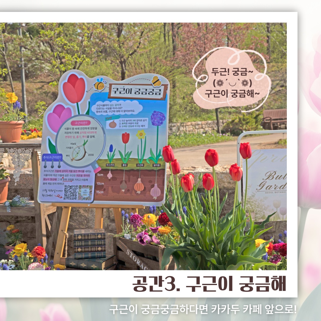 공간3. 구근이 궁금해
두근! 궁금~ 구근이 궁금해~
구근이 궁금궁금하다면 카카두 카페 앞으로!