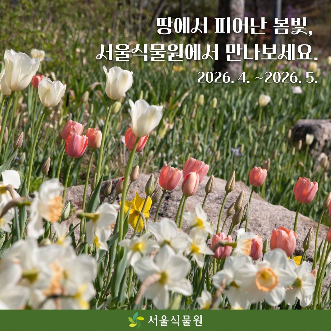 땅에서 피어난 봄빛, 서울식물원에서 만나보세요.
2026년 4월부터 2026년 5월까지
서울식물원