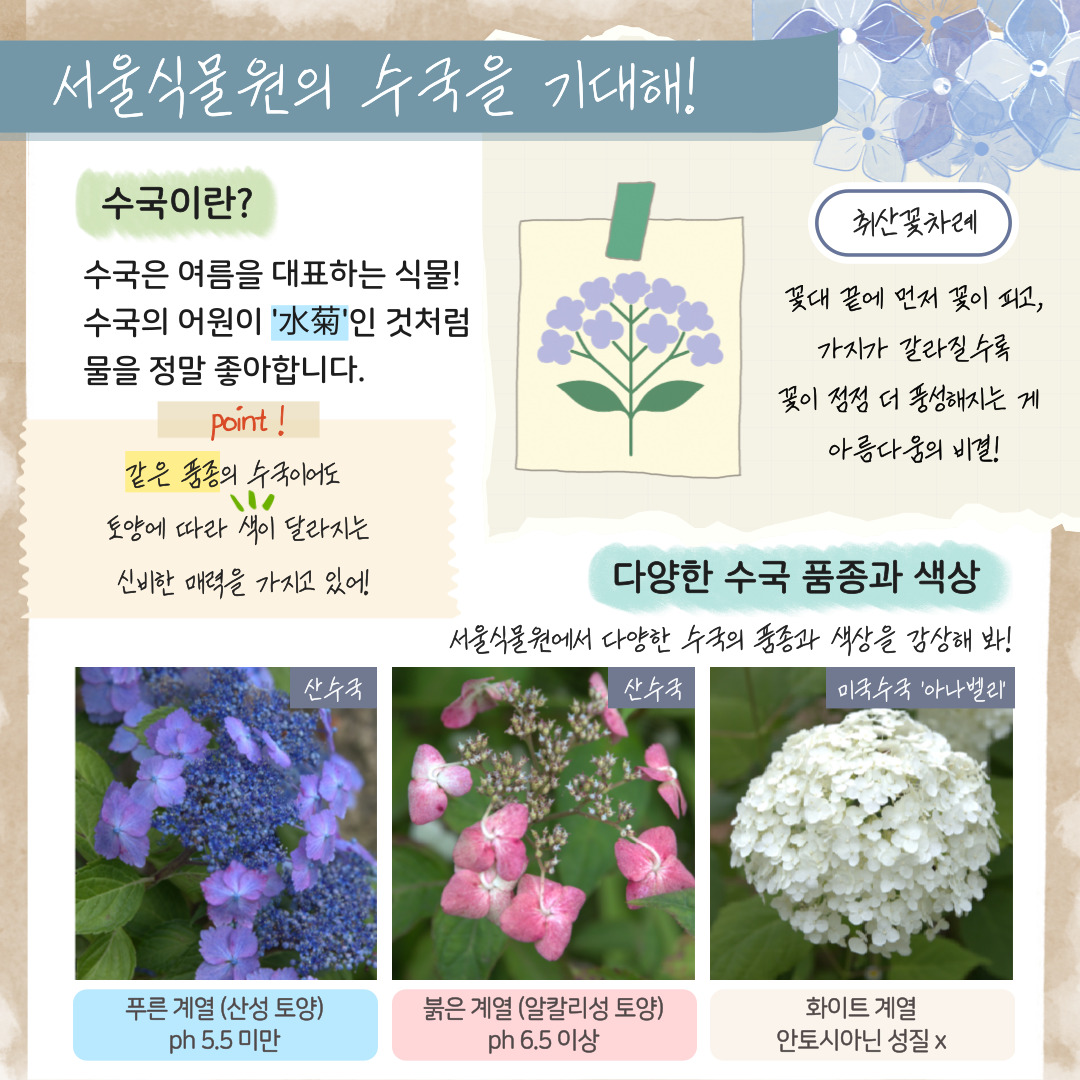 수국 정보