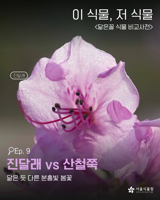이 식물 저 식물 닮은꼴 식물 비교사전 진달래 vs 산철쭉