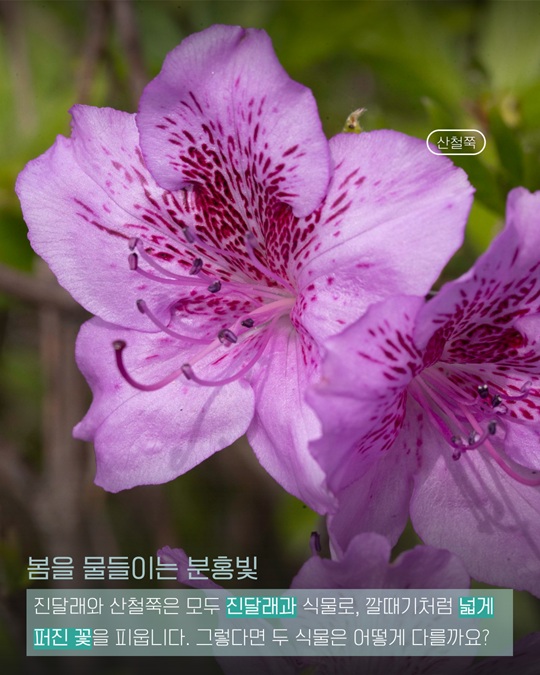 봄을 물들이는 분홍빛