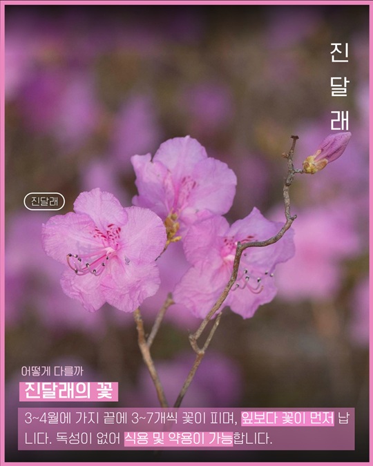 진달래 꽃
