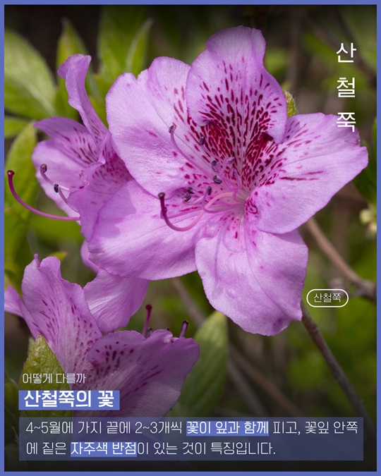 산철쭉 꽃